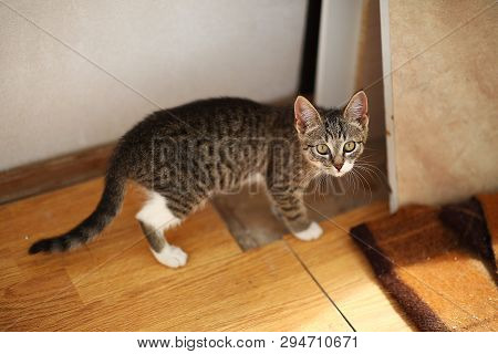 Grey And White Cat Stands In A Baclony On The Floor, White Wall Background