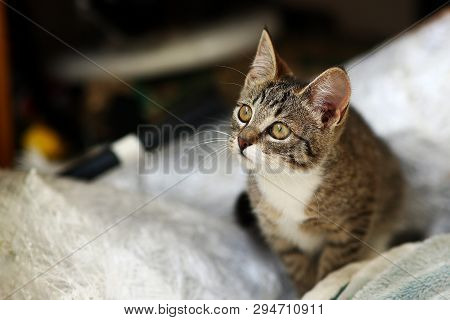 Grey And White Cat Sits In A Baclony On The Floor, White Wall Background