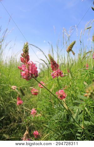 Pink Wild Flowers On Meadow In Poland