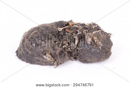 Bird Of Prey (owl), Dropping, Mouse Skull And Bones
