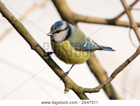 Portrét modřinka (Parus Coeruleus)