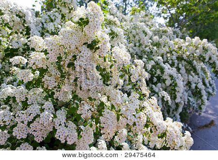 Bush z piękne białe kwiaty - tawuła. (Spirea x vanhouttei)