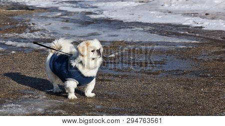 Young Pekignese On The Shore Lake Michigan