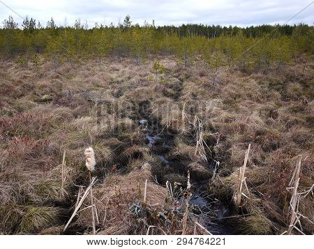 Swamp And Moss In Spring.  This Is What A Swamp Looks Like When The Snow Melts. Details And Close-up