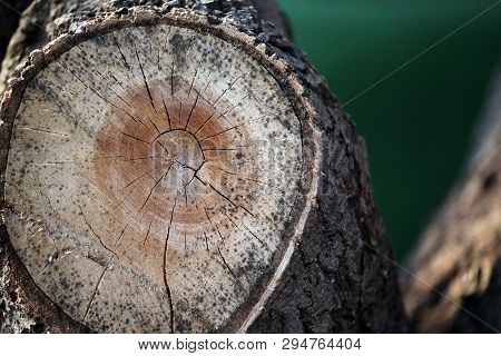 Tree Stub Spring Nobody Day Light Forest