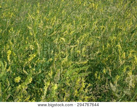 Nature, Warm Summer Day And Beautiful Fragrant Meadow Flowers