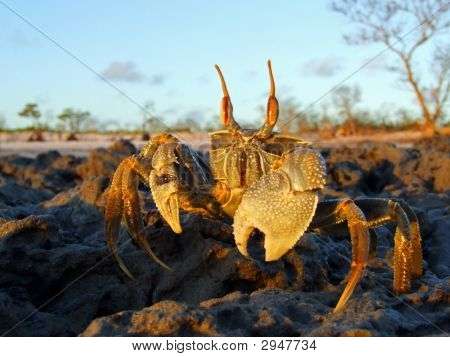 Duch krab na skalách
