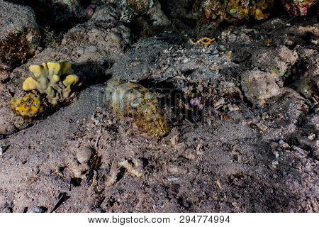 Crab In The Red Sea Colorful And Beautiful, Eilat Israel