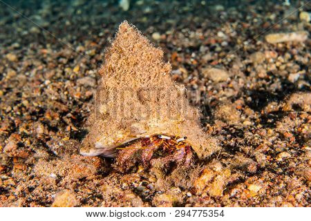 Hermit Crab In The Red Sea Colorful And Beautiful, Eilat Israel