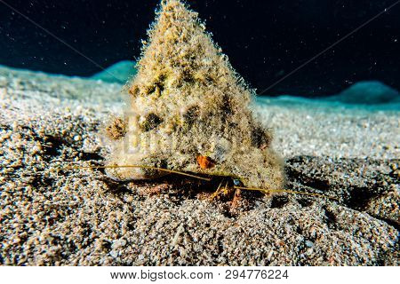 Hermit Crab In The Red Sea Colorful And Beautiful, Eilat Israel