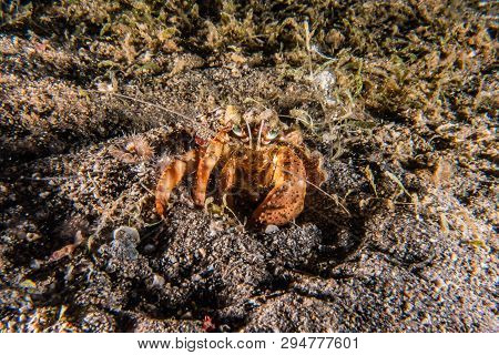 Hermit Crab In The Red Sea Colorful And Beautiful, Eilat Israel