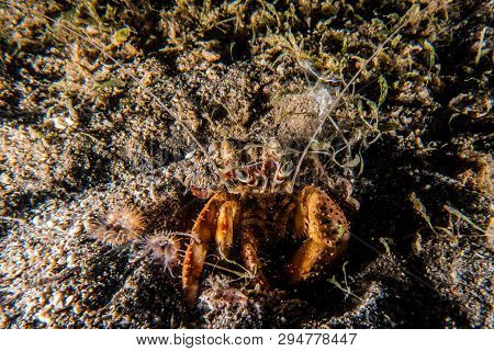 Bristled Hermit Crab In The Red Sea Colorful And Beautiful, Eilat Israel