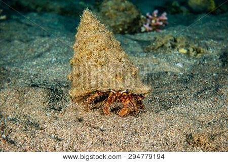 Bristled Hermit Crab In The Red Sea Colorful And Beautiful, Eilat Israel