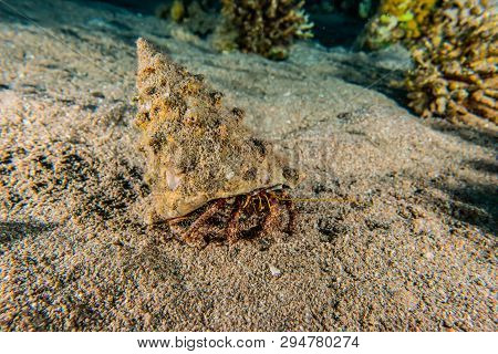 Bristled Hermit Crab In The Red Sea Colorful And Beautiful, Eilat Israel