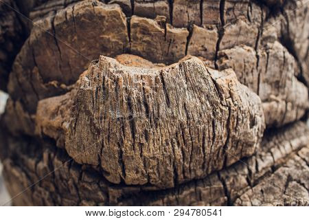 Closeup Of The Bark Of An Old Pine Tree.