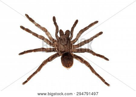 Big Brown Spider Close Up, Isolated On White Background, Pamphobetus Antinous