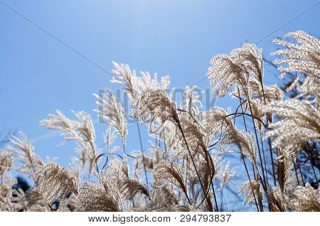 Dry Flowers Of Chinese Silver Grass In Bright Sunlight On Winter Day