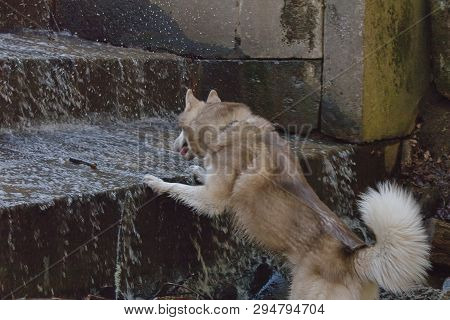 The Dog Climbs The Steps Of The Waterfall