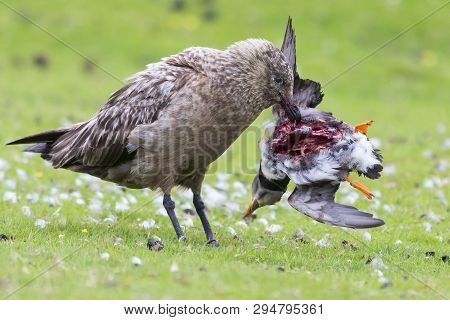 Great Skua Standing On A Green Grass Eating A Puffin It Killed