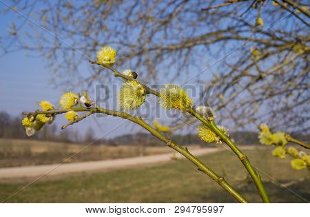 Willow Bush With Full-blown Male Pollen Earrings.