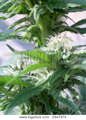 Macro de cannabis