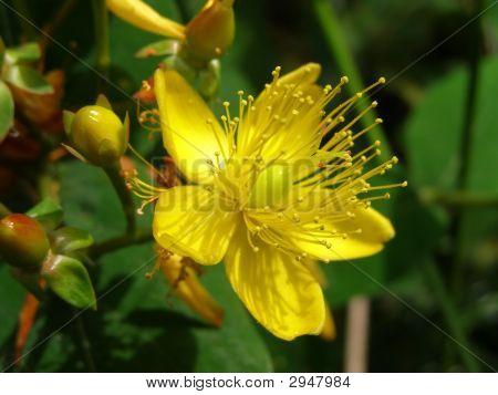Hypericum