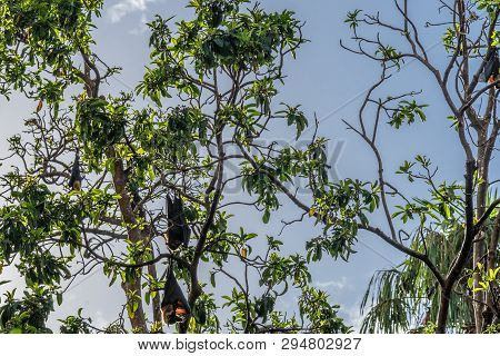 Cairns, Australia - February 17, 2019: Closeup Of Black And Brown Flying Foxes, Mega-bats, Hanging I