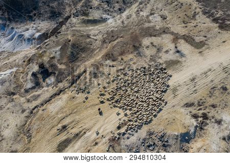 Herd of sheep grazing on field after a long winter. Aerial drone shot