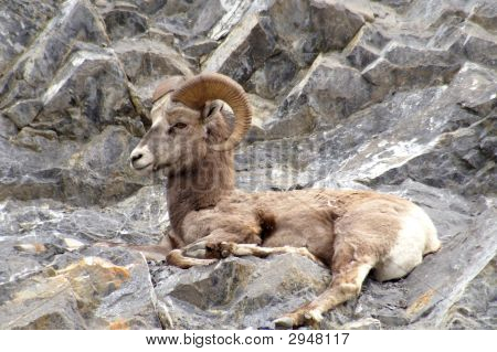 Big Horn får