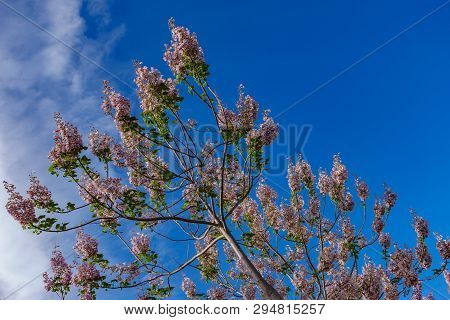 Paulownia Plantation Treetop, A Tree For Biomass Production Against Blue Sky