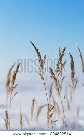 Reeds Against A Blue Sky In Winter. Dry Stems Of Reed Covered With Hoarfrost, Vertical