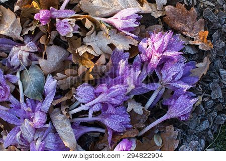 Closeup Withered Violet Flowers In Frost With Withered Yellow Leaves On Background, Top View.crocus 