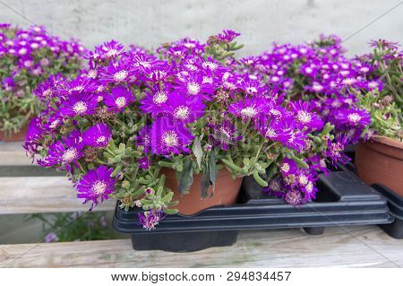 Succulent Purple Flowers Messem Pendulina