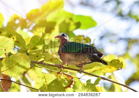 Common Asian Emerald Bird Dove Green Wing Sitting On Branch Tree Nature