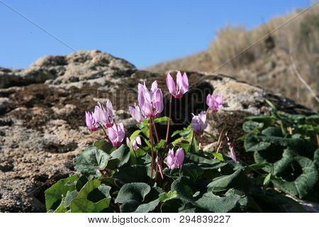 Amazing Flowers In The Botanical Gardens Of Israel Colorful And Beautiful