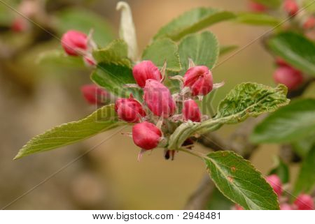Apple Blossom 2