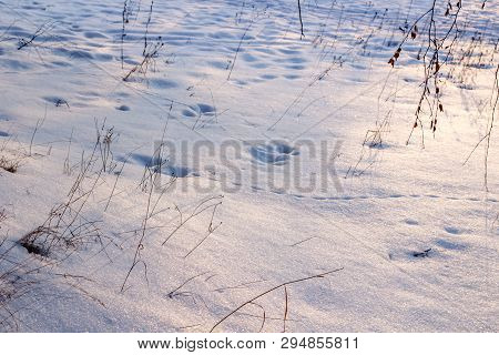 Pure Snow In A Field In Nature