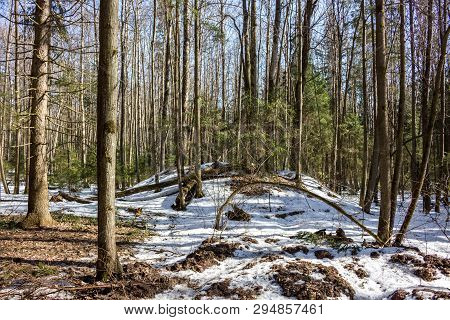 Ancient Baltic And Slavic Mounds In The Winter Forest