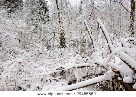 Snow Covered Forest In Winter, Inside Forest