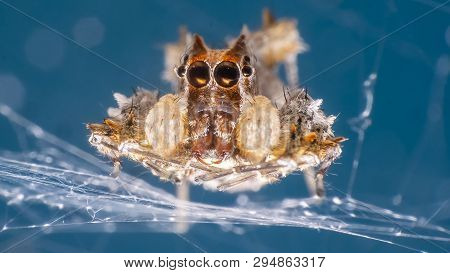 Portia Fimbriata -female Jumping Spider Thailand Jupping Spider
