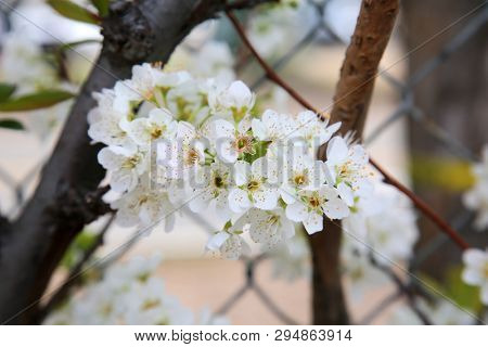 Fruit Tree. Flowers on a Fruit Tree. Apple Tree Flowers. Peach Tree Flowers. 
