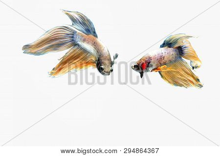 Art Of Siamese Fiter Fish Betta Splendens