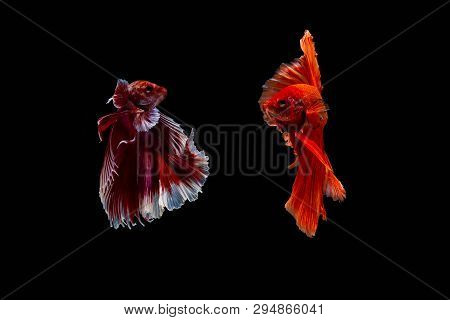 Art Of Siamese Fiter Fish Betta Splendens
