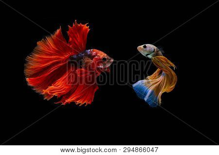 Art Of Siamese Fiter Fish Betta Splendens