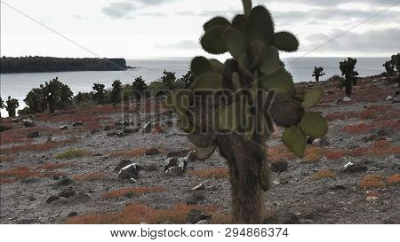 Close Up Of Opuntia Cactus On Isla Sth Plazas In The Galapagos