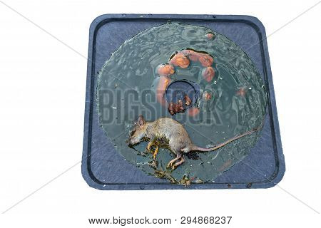 Dirty Rat Captured On Convenient And Effective Disposable Non-toxic Glue Trap Board With Bait On Cem