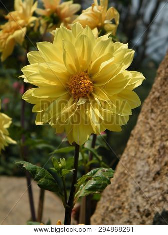 Flowers In Botanical Gardens Of India, Colorful And Beautiful