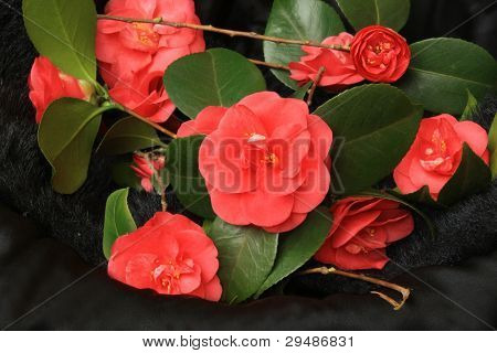 在黑色背景的红色山茶花