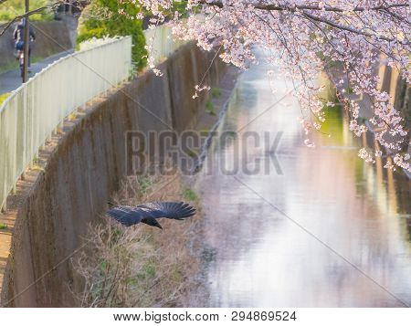 Raven Bird Flying And The Cherry Blossom Trees And Flowers Sakura In Tokyo.