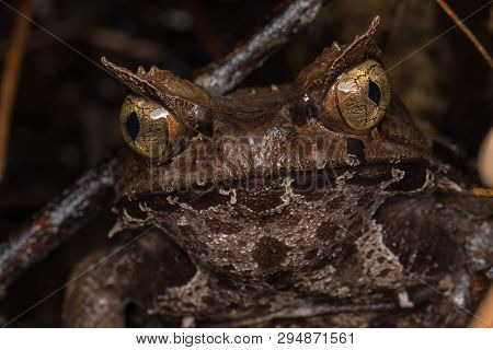 Macro Image Of A Huge Horned Frog From Borneo - Megophrys Kobayashii